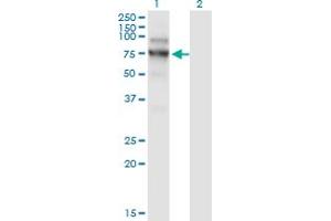 Western Blot analysis of NVL expression in transfected 293T cell line by NVL monoclonal antibody (M02), clone 3F6. (NVL Antikörper  (AA 757-856))