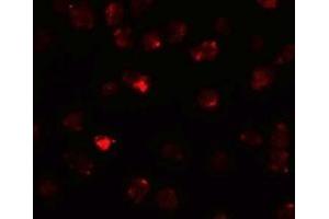 Immunofluorescence (IF) image for anti-Piwi-Like 3 (PIWIL3) (N-Term) antibody (ABIN1031516) (PIWIL3 Antikörper  (N-Term))