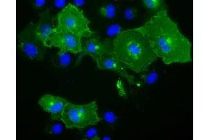 Anti-BTN1A1 mouse monoclonal antibody (ABIN2452844) immunofluorescent staining of COS7 cells transiently transfected by pCMV6-ENTRY BTN1A1 (RC223852). (BTN1A1 Antikörper)