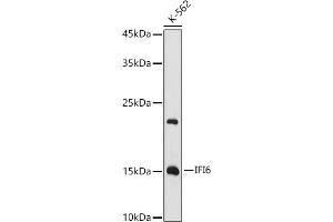 Western blot analysis of extracts of K-562 cells, using IFI6 antibody (ABIN6128123, ABIN6142172, ABIN6142173 and ABIN6221766) at 1:1000 dilution. (IFI6 Antikörper  (AA 1-130))