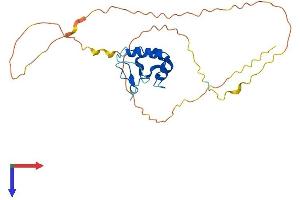 THAP10 Protein (AA 1-257) (His tag)