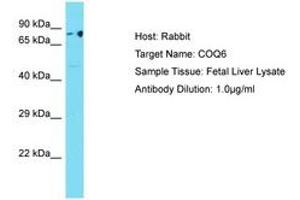 Image no. 1 for anti-Coenzyme Q6, Monooxygenase (COQ6) (AA 40-89) antibody (ABIN6750506) (COQ6 Antikörper  (AA 40-89))