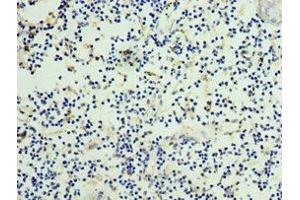 Immunohistochemistry of paraffin-embedded human thymus tissue using ABIN7165877 at dilution of 1:100
