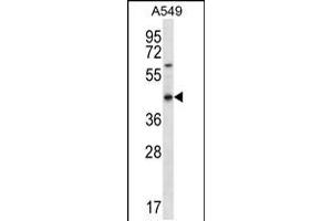 Western blot analysis in A549 cell line lysates (35ug/lane). (OR51S1 Antikörper  (C-Term))