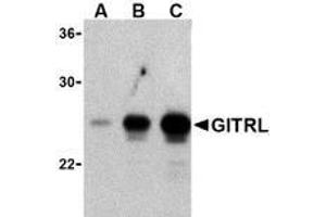 Western blot analysis of (A) 5 ng, (B) 25 ng, and (C) 50 ng of purified recombinant GITRL with AP30365PU-N GITRL antibody at 1 μg/ml.