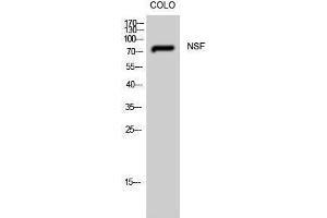 Western Blotting (WB) image for anti-N-Ethylmaleimide-Sensitive Factor (NSF) (Internal Region) antibody (ABIN3185962) (NSF Antikörper  (Internal Region))