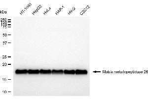anti-Matrix Metallopeptidase 26 (MMP26) antibody