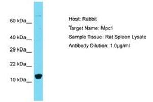 Image no. 1 for anti-Brain Protein 44-Like (BRP44L) (N-Term) antibody (ABIN6750372) (BRP44L Antikörper  (N-Term))
