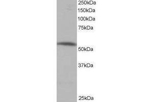 Western Blotting (WB) image for Protein Phosphatase 2, Regulatory Subunit B', alpha (PPP2R5A) peptide (ABIN368815) (Protein Phosphatase 2, Regulatory Subunit B', alpha (PPP2R5A) Peptid)
