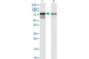 Western Blot analysis of PWP1 expression in transfected 293T cell line by PWP1 monoclonal antibody (M01), clone 3A11. (PWP1 Antikörper  (AA 1-501))