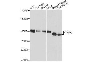 Western blot analysis of extracts of various cell lines, using TNPO1 antibody. (Transportin 1 Antikörper  (C-Term))