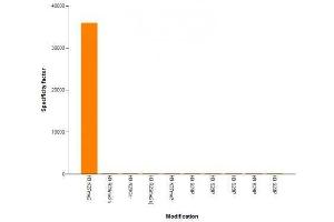 Histone H3K27me2 antibody (mAb) specificity tested by peptide array analysis. (Histone 3 Antikörper  (H3K27me2))