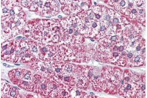 Human Adrenal (formalin-fixed, paraffin-embedded) stained with MRGPRF antibody ABIN399998 at 10 ug/ml followed by biotinylated goat anti-rabbit IgG secondary antibody ABIN481713, alkaline phosphatase-streptavidin and chromogen. (Mrgprf Antikörper  (N-Term))