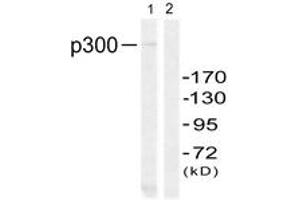 Western blot analysis of extracts from 293 cells, using p300 (Ab-89) Antibody. (p300 Antikörper  (AA 55-104))