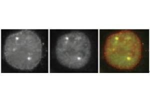 Immunofluorescence (IF) image for anti-Small Ubiquitin Related Modifier Protein 1 (SUMO1) (full length) antibody (Biotin) (ABIN2452137) (SUMO1 Antikörper  (full length) (Biotin))