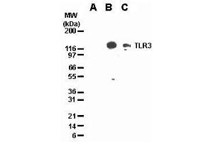 Image no. 2 for anti-Toll-Like Receptor 3 (TLR3) antibody (ABIN187555) (TLR3 Antikörper)