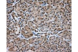 Immunohistochemical staining of paraffin-embedded Kidney tissue using anti-NME4 mouse monoclonal antibody. (NME4 Antikörper)