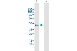 Western Blot analysis of RNASET2 expression in transfected 293T cell line by RNASET2 MaxPab polyclonal antibody.