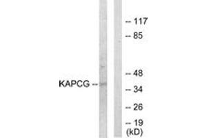Western blot analysis of extracts from COLO205 cells, using KAPCG Antibody. (PRKACG Antikörper  (AA 1-50))