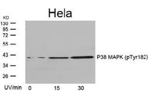 Image no. 3 for anti-Mitogen-Activated Protein Kinase 14 (MAPK14) (pTyr182) antibody (ABIN197012) (MAPK14 Antikörper  (pTyr182))
