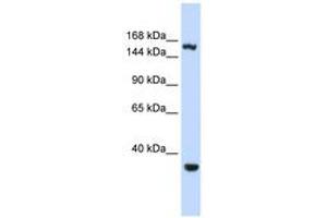 Image no. 1 for anti-Eukaryotic Translation Initiation Factor 4 gamma 3 (EIF4G3) (AA 1152-1201) antibody (ABIN6740674) (EIF4G3 Antikörper  (AA 1152-1201))
