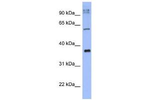 WB Suggested Anti-KCTD4 Antibody Titration:  0. (KCTD4 Antikörper  (N-Term))