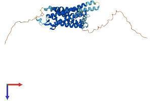 NPY1R Protein (AA 1-382) (His tag)