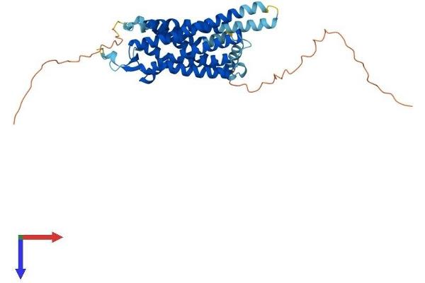 NPY1R Protein (AA 1-382) (His tag)