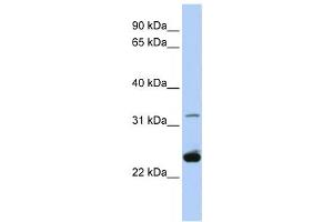 Western Blotting (WB) image for anti-Proteolipid Protein 1 (PLP1) antibody (ABIN2458050) (PLP1 Antikörper)