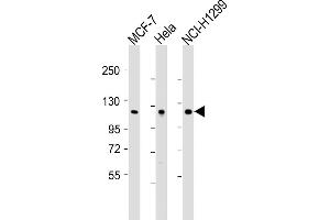 All lanes : Anti-P1R13L Antibody (N-Term) at 1:2000 dilution Lane 1: MCF-7 whole cell lysates Lane 2: Hela whole cell lysates Lane 3: NCI- whole cell lysates Lysates/proteins at 20 μg per lane. (PPP1R13L Antikörper  (AA 134-166))