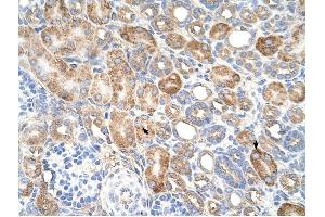 ALG11 antibody was used for immunohistochemistry at a concentration of 4-8 ug/ml to stain EpitheliaI cells of renal tubule (arrows) in Human Kidney. (ALG11 Antikörper  (C-Term))