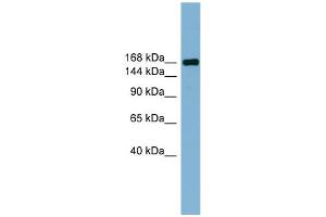 WB Suggested Anti-PARD3 Antibody Titration:  0. (PARD3 Antikörper  (Middle Region))