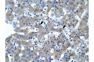 KIF5B antibody was used for immunohistochemistry at a concentration of 4-8 ug/ml to stain Hepatocytes (arrows) in Human Liver. (KIF5B Antikörper  (N-Term))