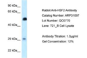 WB Suggested Anti-HSF2 Antibody   Titration: 1. (HSF2 Antikörper  (N-Term))