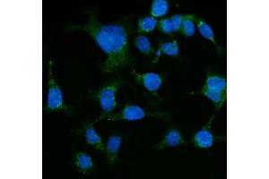 IF analysis of Grp75 using anti-Grp75 antibody (ABIN7602782). (HSPA9 Antikörper  (C-Term))