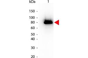 Western Blot of Mouse anti-Akt phospho S473 Biotin Conjugated antibody. (AKT1 Antikörper  (Internal Region, pSer473) (Biotin))