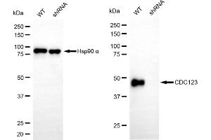 anti-Cell Division Cycle 123 Homolog (CDC123) antibody