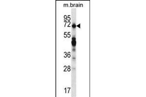REPS2 Antibody (N-term) (ABIN657055 and ABIN2846222) western blot analysis in mouse brain tissue lysates (35 μg/lane).