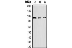 Western blot analysis of CD62P expression in HEK293T (A), Raw264. (P-Selectin Antikörper  (N-Term))