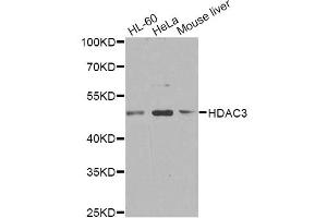 Western blot analysis of extracts of various cell lines, using HDAC3 antibody.