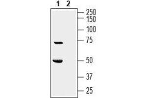 Western Blotting (WB) image for anti-Potassium Channel, Subfamily K, Member 16 (KCNK16) (AA 75-88), (Extracellular) antibody (ABIN7043450)