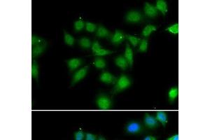 Immunofluorescence analysis of HeLa cells using POU2AF1 Polyclonal Antibody (POU2AF1 Antikörper)