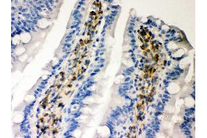 Anti- Hsp47 Picoband antibody, IHC(P) IHC(P): Rat Intestine Tissue (SERPINH1 Antikörper  (AA 247-418))