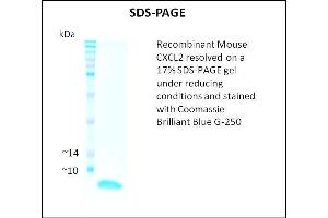 SDS-PAGE (SDS) image for Chemokine (C-X-C Motif) Ligand 2 (CXCL2) (Active) protein (ABIN5509437) (CXCL2 Protein)