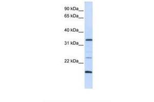 Image no. 1 for anti-Arginine-Fifty Homeobox (ARGFX) (AA 72-121) antibody (ABIN6739204) (ARGFX Antikörper  (AA 72-121))