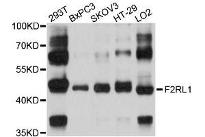 Western blot analysis of extracts of various cell lines, using F2RL1 antibody (ABIN5996470) at 1/1000 dilution.