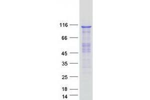 Western Blotting (WB) image for Cleavage and Polyadenylation Specific Factor 2, 100kDa (CPSF2) protein (Myc-DYKDDDDK Tag) (ABIN2712533)
