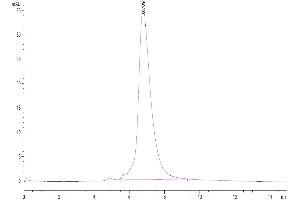 The purity of Human IL-6 R alpha is greater than 95 % as determined by SEC-HPLC. (IL6RA Protein (AA 20-365) (Fc Tag))