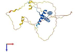 HOXB9 Protein (AA 1-250) (His tag)