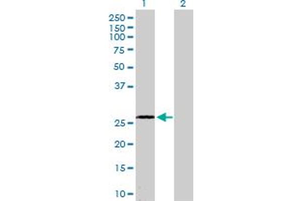 DUSP15 Antikörper  (AA 1-235)